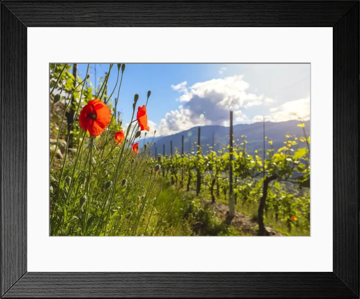 Framed Print : Red poppies and vineyards, Bianzone, Sondrio province, Valtellina, Lombardy, Italy Framed Print : Red poppies and vineyards, Bianzone, Sondrio province, Valtellina, Lombardy, Italy