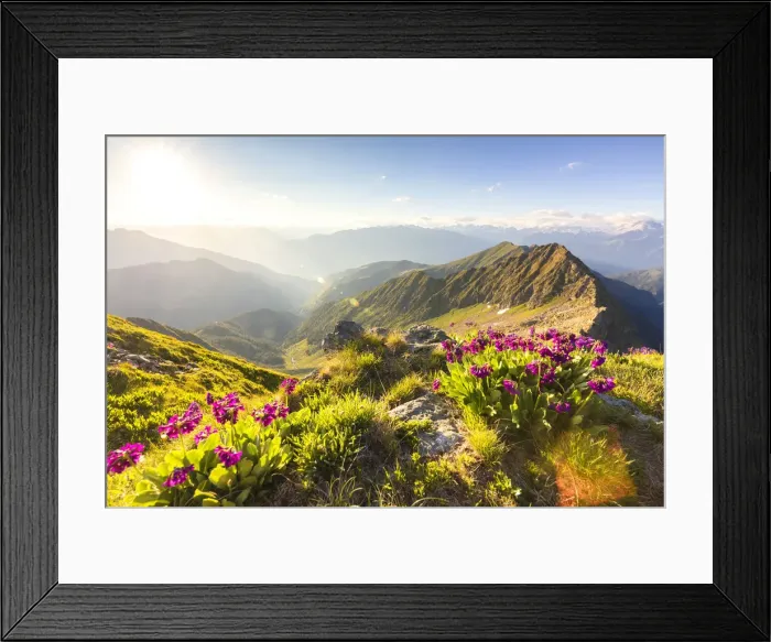 Framed Print : Wild flowers on Monte Azzarini with Monte Pedena and Albaredo Valley in the background Framed Print : Wild flowers on Monte Azzarini with Monte Pedena and Albaredo Valley in the background