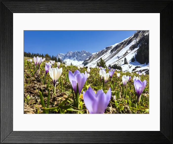 Framed Print : Close-up of crocus flowers in bloom, Partnun, Prattigau, Davos, canton of Graubunden Framed Print : Close-up of crocus flowers in bloom, Partnun, Prattigau, Davos, canton of Graubunden