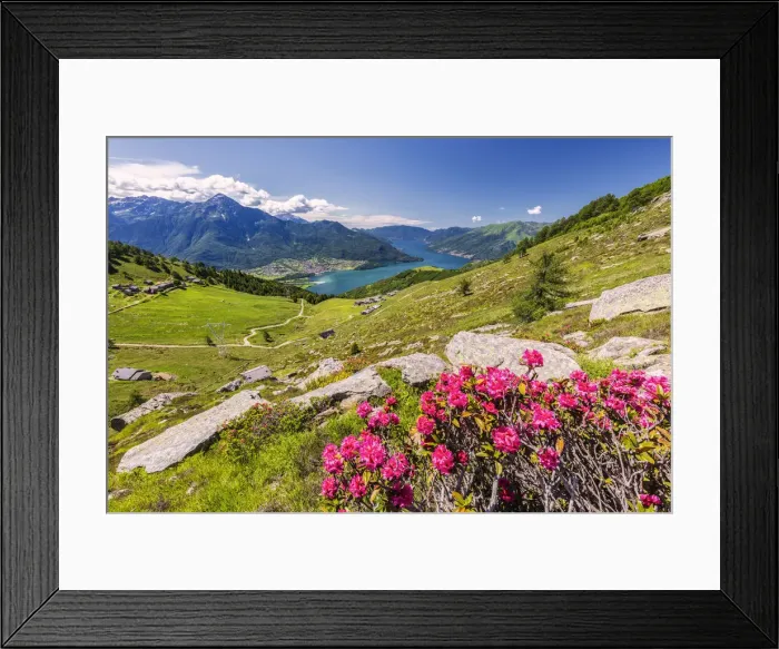Framed Print : Rhododendrons on Monte Berlinghera with Alpe di Mezzo and Alpe Pesceda in the background Framed Print : Rhododendrons on Monte Berlinghera with Alpe di Mezzo and Alpe Pesceda in the background