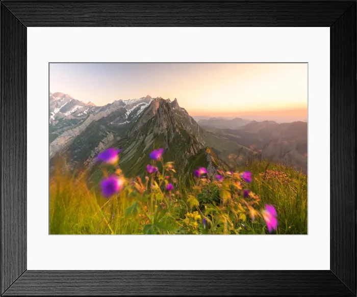 Framed Print : Wild flowers on top of Schafler with the rocky peak Santis in the background, Appenzell Innerrhoden Framed Print : Wild flowers on top of Schafler with the rocky peak Santis in the background, Appenzell Innerrhoden