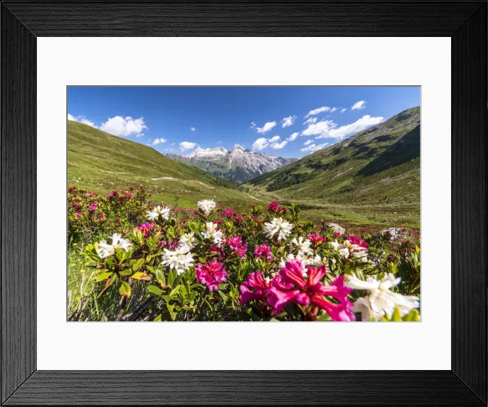 Framed Print : White and fuchsia coloured rhododendrons, Spluga Pass, canton of Graubunden, Switzerland Framed Print : White and fuchsia coloured rhododendrons, Spluga Pass, canton of Graubunden, Switzerland