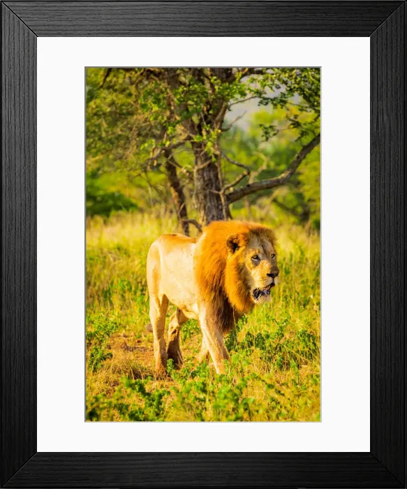 Framed Print : Lion (Panthera leo), Zululand, South Africa, Africa Framed Print : Lion (Panthera leo), Zululand, South Africa, Africa