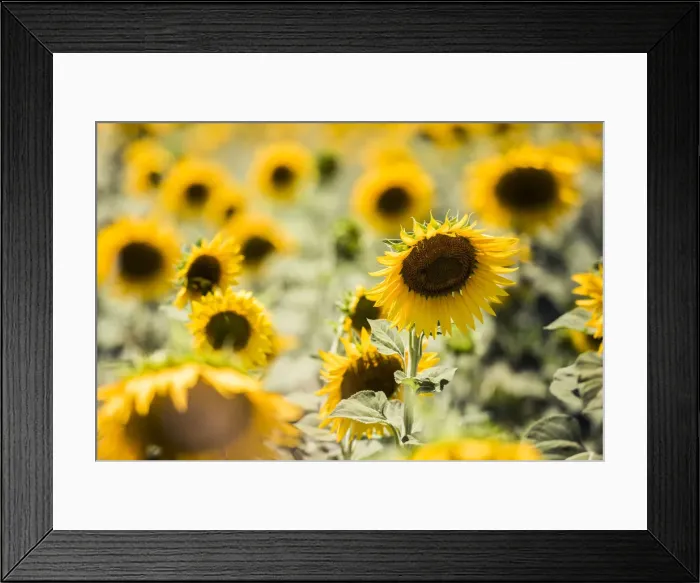 Framed Print : Sunflowers in a field near Rome, Lazio, Italy, Europe Framed Print : Sunflowers in a field near Rome, Lazio, Italy, Europe