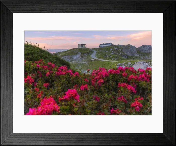 Framed Print : Rhododendrons at Segnes Hutte at sunrise, Unterer Segnesboden, Flims, District of Imboden Framed Print : Rhododendrons at Segnes Hutte at sunrise, Unterer Segnesboden, Flims, District of Imboden
