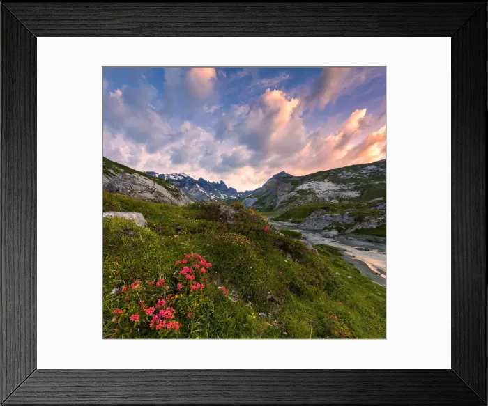 Framed Print : Flowering of rhododendrons at sunrise, Unterer Segnesboden, Flims, District of Imboden Framed Print : Flowering of rhododendrons at sunrise, Unterer Segnesboden, Flims, District of Imboden
