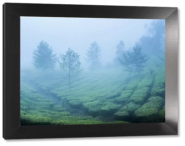 Tea plantations in mist, Munnar, Western Ghats Mountains, Kerala, India, Asia