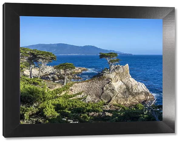 Carmel Bay, Lone Cypress at Pebble Beach, 17 Mile Drive, Peninsula, Monterey, California