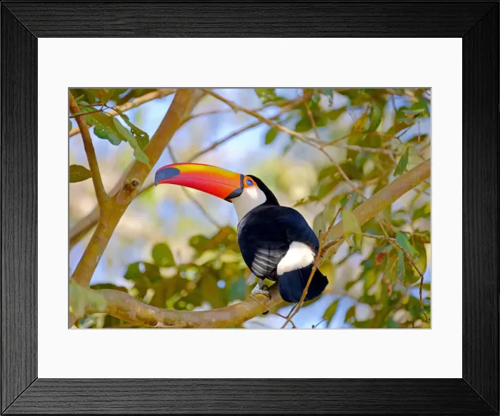 Framed Print : Toco Toucan (Ramphastos Toco) (Common Toucan) (Giant Toucan), Iguazu (Iguacu), Parana Framed Print : Toco Toucan (Ramphastos Toco) (Common Toucan) (Giant Toucan), Iguazu (Iguacu), Parana