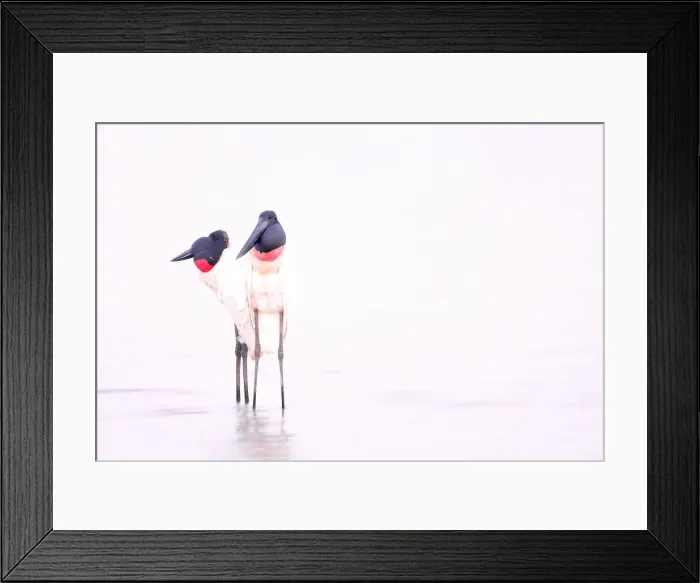 Framed Print : Jabiru Stork (Jabiru Mycteria), Cuiaba River, Porto Jofre, Pantanal Matogrossense Framed Print : Jabiru Stork (Jabiru Mycteria), Cuiaba River, Porto Jofre, Pantanal Matogrossense