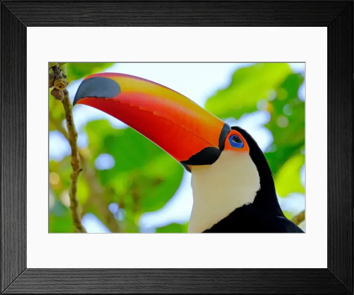 Framed Print : Toco Toucan (Ramphastos Toco) (Common Toucan) (Giant Toucan), Iguazu (Iguacu), Parana Framed Print : Toco Toucan (Ramphastos Toco) (Common Toucan) (Giant Toucan), Iguazu (Iguacu), Parana