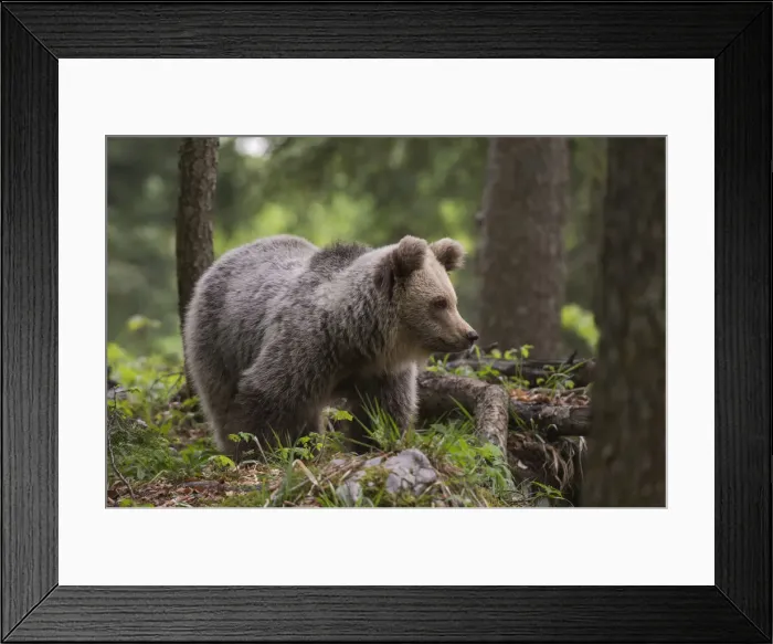 Framed Print : European brown bear (Ursus arctos), Notranjska forest, Slovenia, Europe Framed Print : European brown bear (Ursus arctos), Notranjska forest, Slovenia, Europe