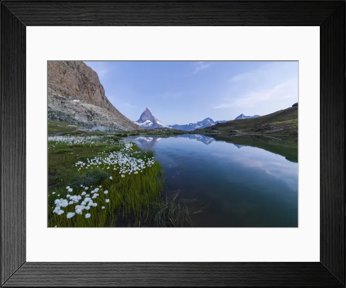 Framed Print : Cotton grass on the shore of lake Riffelsee with the Matterhorn in the background Framed Print : Cotton grass on the shore of lake Riffelsee with the Matterhorn in the background