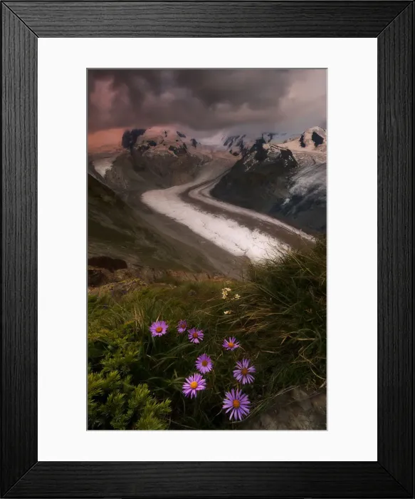Framed Print : Wild flowers on rocks with Monte Rosa glacier in the background, Zermatt, canton of Valais Framed Print : Wild flowers on rocks with Monte Rosa glacier in the background, Zermatt, canton of Valais