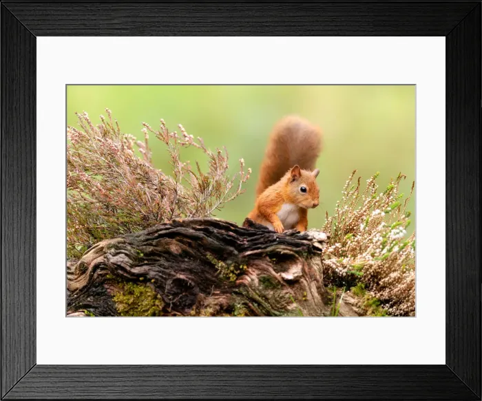 Framed Print : Red squirrel (Sciurus vulgaris), Scotland, United Kingdom, Europe Framed Print : Red squirrel (Sciurus vulgaris), Scotland, United Kingdom, Europe