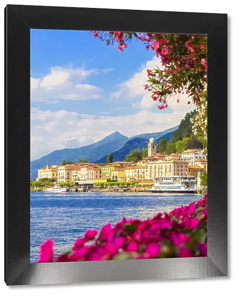 Flowers on the lake side of Bellagio, Province of Como, Lake Como, Italian Lakes