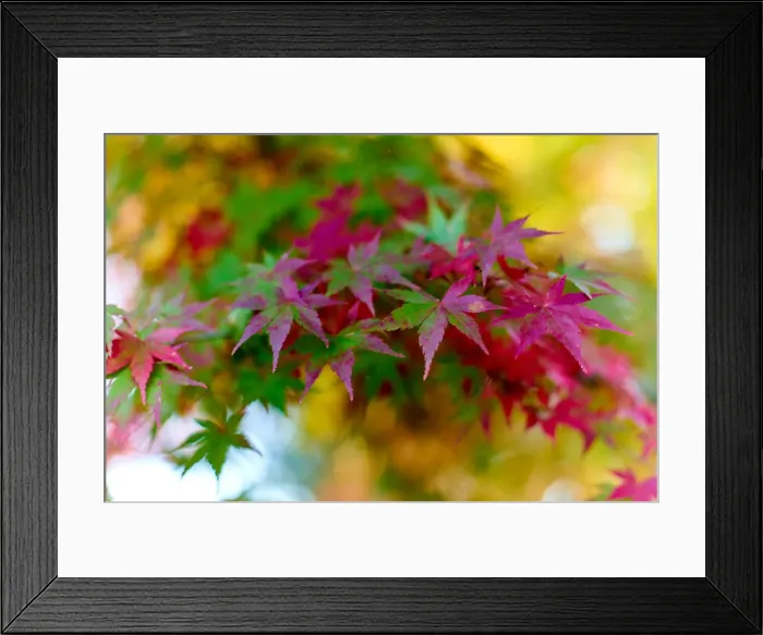 Framed Print : Japanese maple tree changing colour in autumn at Eikando temple in Kyoto, Japan, Asia Framed Print : Japanese maple tree changing colour in autumn at Eikando temple in Kyoto, Japan, Asia