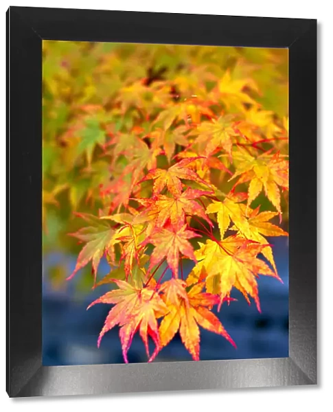 Japanese maple tree changing colour in autumn at Eikando temple in Kyoto, Japan, Asia
