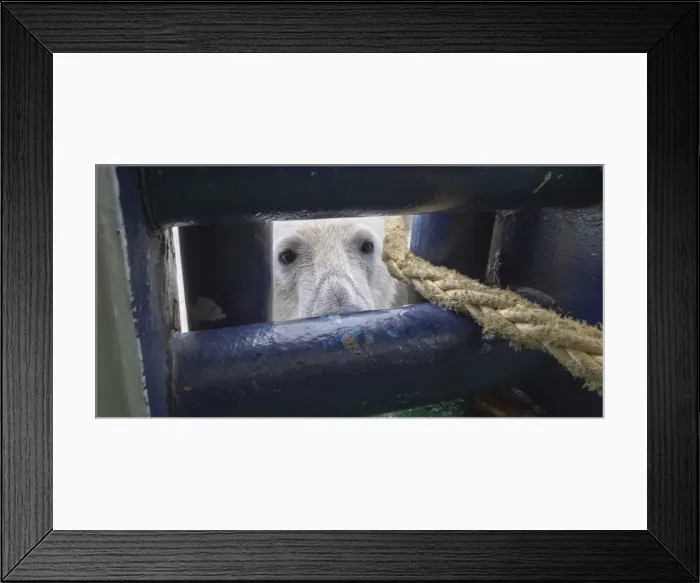 Framed Print : Polar Bear (Ursus maritimus) looking through an opening in ships deck, Svalbard Archipelago Framed Print : Polar Bear (Ursus maritimus) looking through an opening in ships deck, Svalbard Archipelago