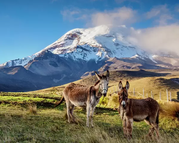 Donkeys and Chimborazo Volcano, Chimborazo Province, Ecuador