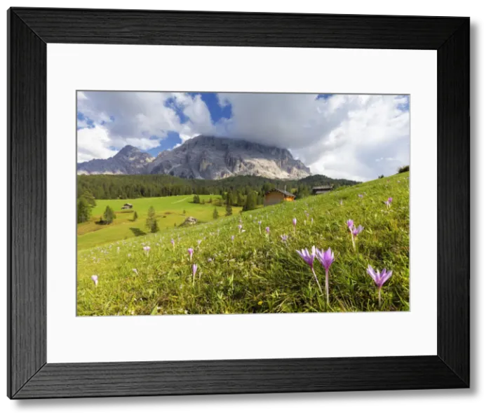 Framed Print : Flowering of autumnal Crocus Nivea. La Valle / La Val / Wengen Badia Valley, South Tyrol Framed Print : Flowering of autumnal Crocus Nivea. La Valle / La Val / Wengen Badia Valley, South Tyrol
