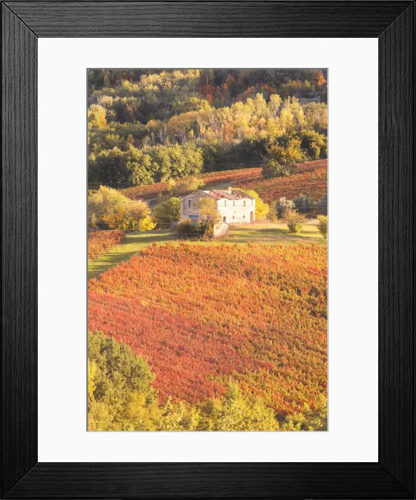 Framed Print : Vineyards of Sagrantino di Montefalco in autumn, Umbria, Italy Framed Print : Vineyards of Sagrantino di Montefalco in autumn, Umbria, Italy