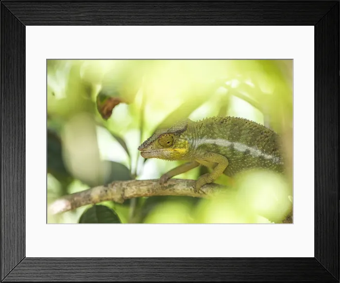 Framed Print : Parsons chameleon (Calumma parsonii), endemic to Madagascar Framed Print : Parsons chameleon (Calumma parsonii), endemic to Madagascar