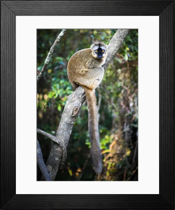Framed Print : Common Brown Lemur (Eulemur fulvus), Andasibe, Madagascar Framed Print : Common Brown Lemur (Eulemur fulvus), Andasibe, Madagascar