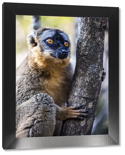 Common Brown Lemur (Eulemur fulvus), Andasibe, Madagascar