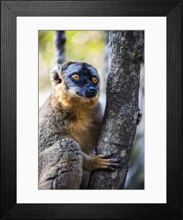 Framed Print : Common Brown Lemur (Eulemur fulvus), Andasibe, Madagascar Framed Print : Common Brown Lemur (Eulemur fulvus), Andasibe, Madagascar