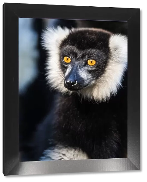 Black and White Ruffed Lemur (Varecia variegata), endemic to Madagascar, Andasibe