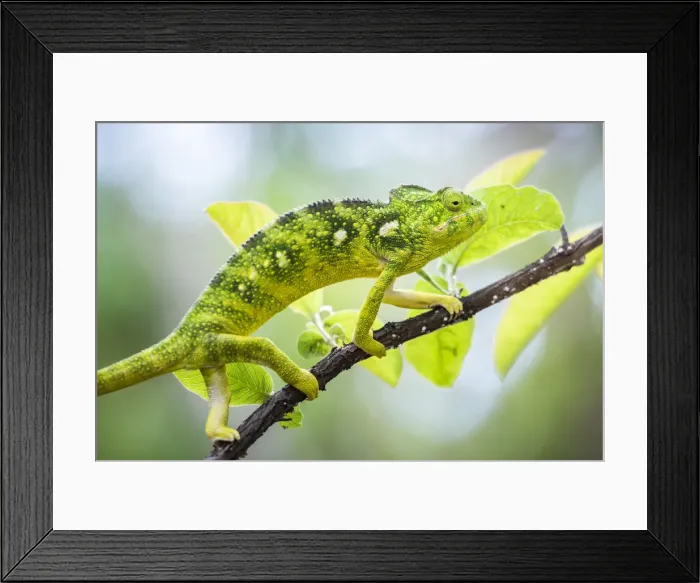 Framed Print : Malagasy Giant Chameleon (Furcifer oustaleti), Anja Community Reserve, Haute Matsiatra Region Framed Print : Malagasy Giant Chameleon (Furcifer oustaleti), Anja Community Reserve, Haute Matsiatra Region