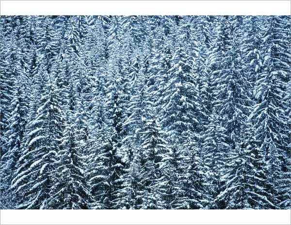Snowy forest winter landscape, Avoriaz, Port du Soleil, Auvergne Rhone Alpes, Alps