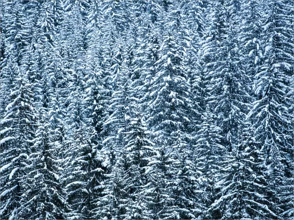 Snowy forest winter landscape, Avoriaz, Port du Soleil, Auvergne Rhone Alpes, Alps