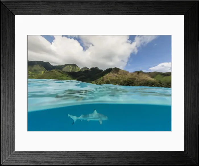 Framed Print : Blacktip reef shark, Carcharhinus melanopterus, cruising the shallow waters of Moorea Framed Print : Blacktip reef shark, Carcharhinus melanopterus, cruising the shallow waters of Moorea