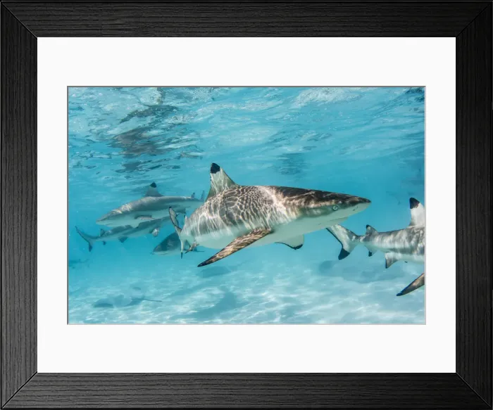 Framed Print : Blacktip reef sharks, Carcharhinus melanopterus, cruising the shallow waters of Moorea Framed Print : Blacktip reef sharks, Carcharhinus melanopterus, cruising the shallow waters of Moorea