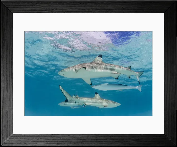 Framed Print : Blacktip reef sharks, Carcharhinus melanopterus, cruising the shallow waters of Moorea Framed Print : Blacktip reef sharks, Carcharhinus melanopterus, cruising the shallow waters of Moorea