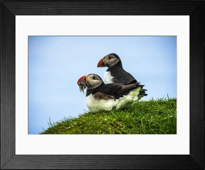 Framed Print : Atlantic puffins on grass, Mykines island, Faroe Islands, Denmark Framed Print : Atlantic puffins on grass, Mykines island, Faroe Islands, Denmark