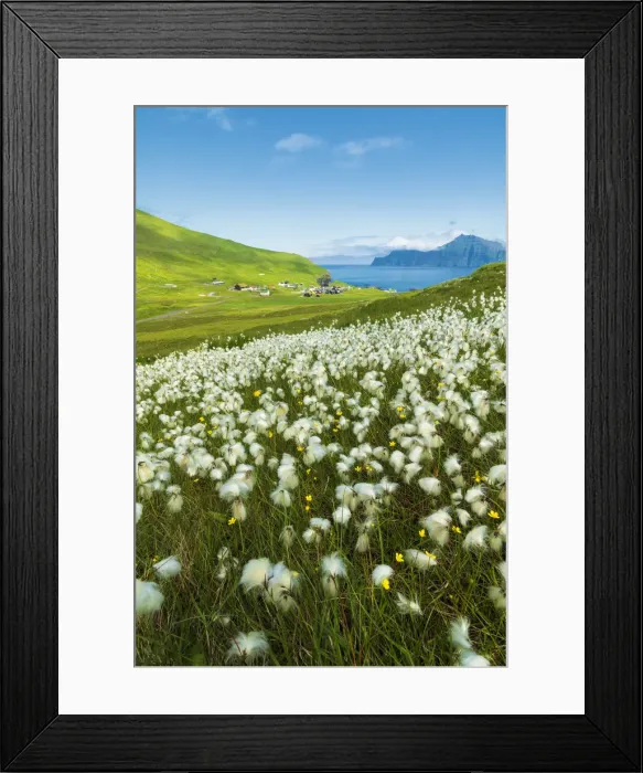 Framed Print : Cotton grass during summer bloom, Gjogv, Eysturoy island, Faroe Islands, Denmark