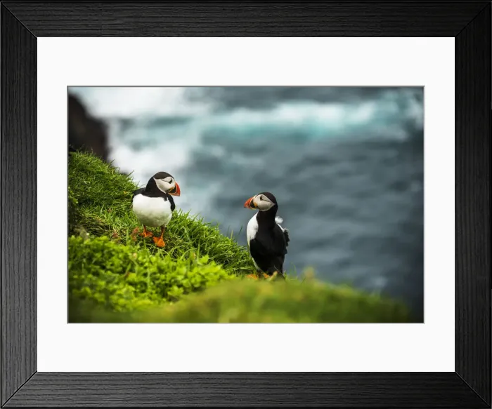 Framed Print : Couple of Atlantic puffins on cliff, Mykines island, Faroe Islands, Denmark