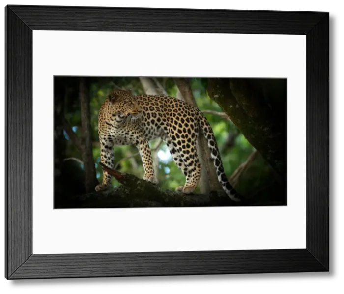 Framed Print : Leopard in a tree, Masai Mara, Kenya, Africa Framed Print : Leopard in a tree, Masai Mara, Kenya, Africa