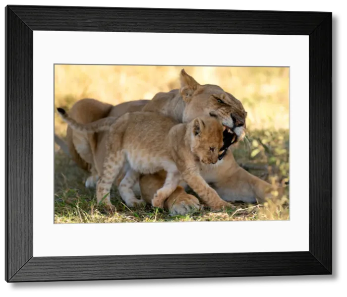 Framed Print : Lioness reprimanding cub, Masai Mara, Kenya, Africa Framed Print : Lioness reprimanding cub, Masai Mara, Kenya, Africa