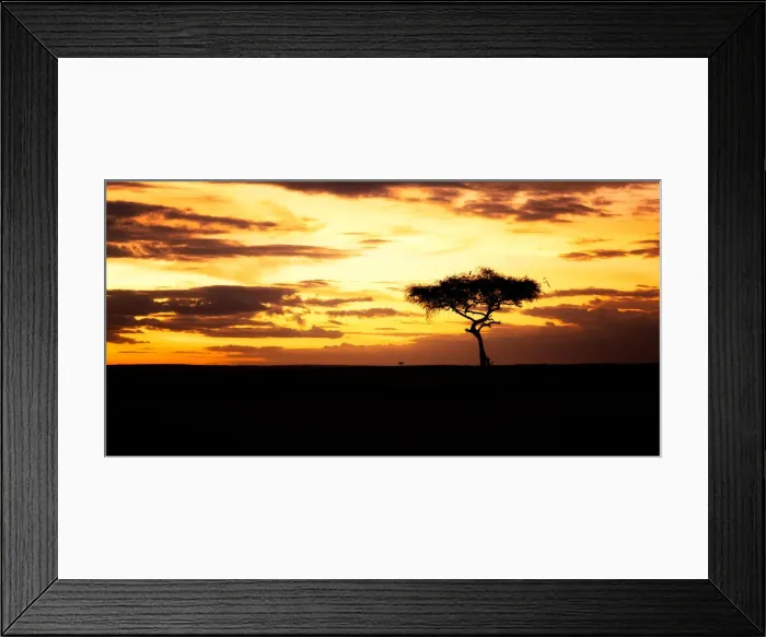 Framed Print : Acacia Tree at sunset, Masai Mara, Kenya, Africa Framed Print : Acacia Tree at sunset, Masai Mara, Kenya, Africa