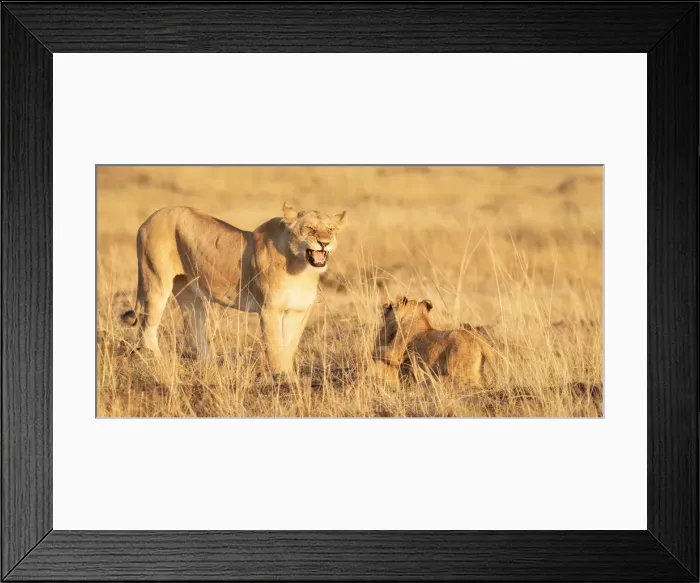 Framed Print : Roaring lioness with cubs, Masai Mara, Kenya, Africa Framed Print : Roaring lioness with cubs, Masai Mara, Kenya, Africa