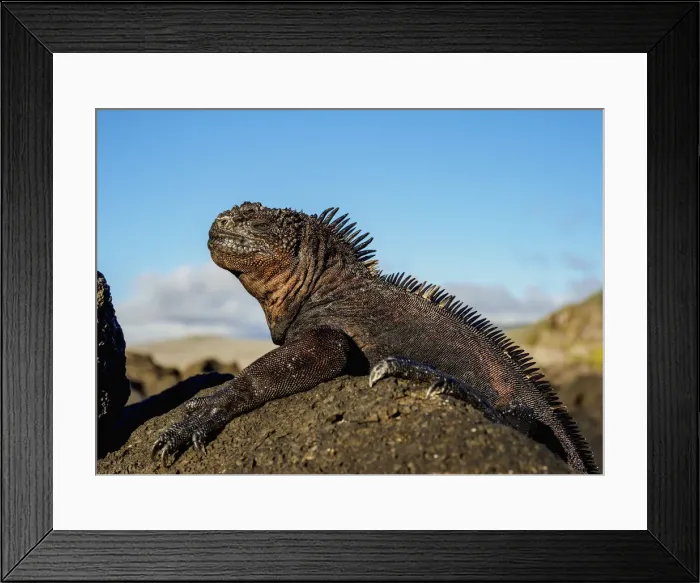 Framed Print : Marine iguana (Amblyrhynchus cristatus), San Cristobal or Chatham Island, Galapagos Framed Print : Marine iguana (Amblyrhynchus cristatus), San Cristobal or Chatham Island, Galapagos
