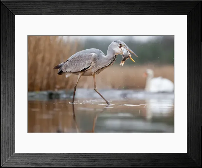 Framed Print : Grey heron fishing on lake, Pusztaszer national park Framed Print : Grey heron fishing on lake, Pusztaszer national park