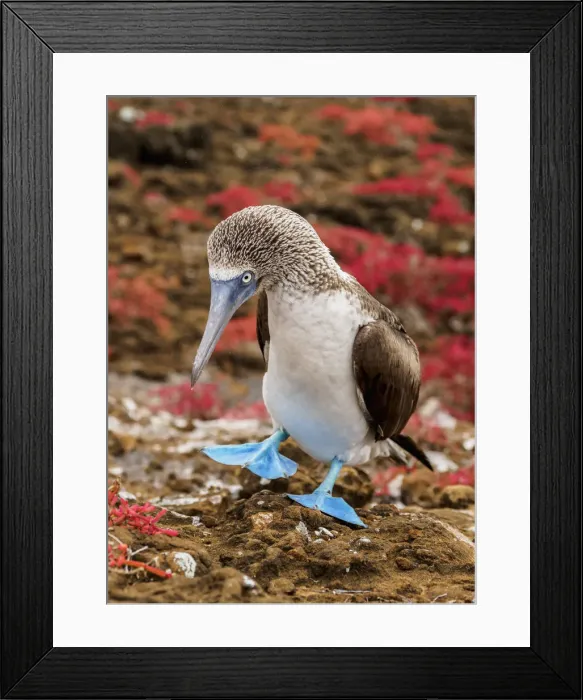Framed Print : Blue-footed booby (Sula nebouxii), Punta Pitt, San Cristobal or Chatham Island, Galapagos Framed Print : Blue-footed booby (Sula nebouxii), Punta Pitt, San Cristobal or Chatham Island, Galapagos