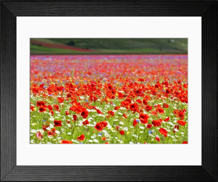 Framed Print : Italy, Umbria, Sibillini National Park, Blooming on plateau Piano Grande Framed Print : Italy, Umbria, Sibillini National Park, Blooming on plateau Piano Grande