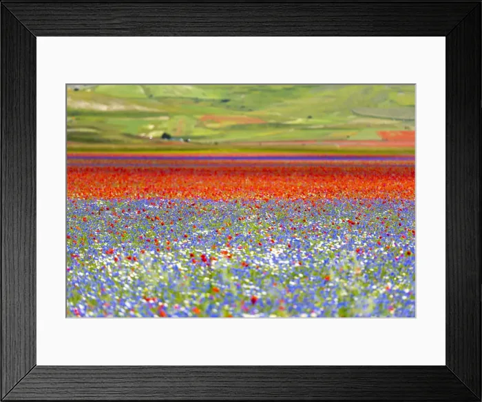 Framed Print : Italy, Umbria, Sibillini National Park, Blooming on plateau Piano Grande