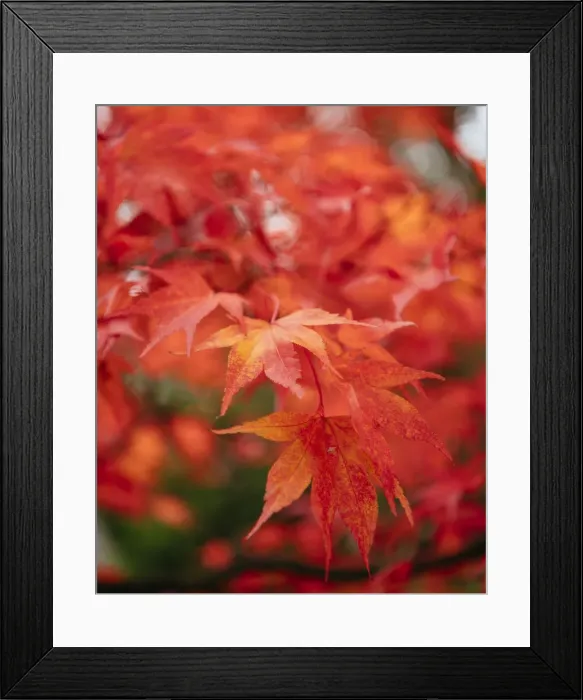 Framed Print : Maple leaves during Autumn, Rydal Mount, Rydal, Lake District, Cumbria, England Framed Print : Maple leaves during Autumn, Rydal Mount, Rydal, Lake District, Cumbria, England